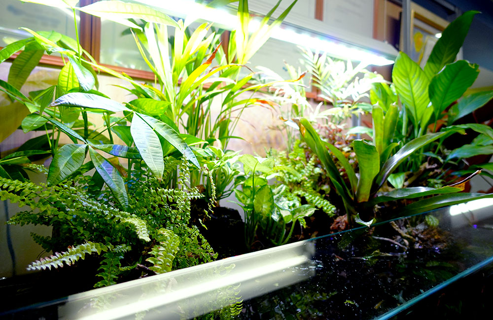 照明に照らされた水槽上部の観葉植物と水草の緑