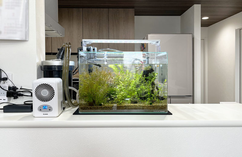 個人宅様の45cm水草水槽を熱帯魚水槽にリニューアル！ 水槽画像３
