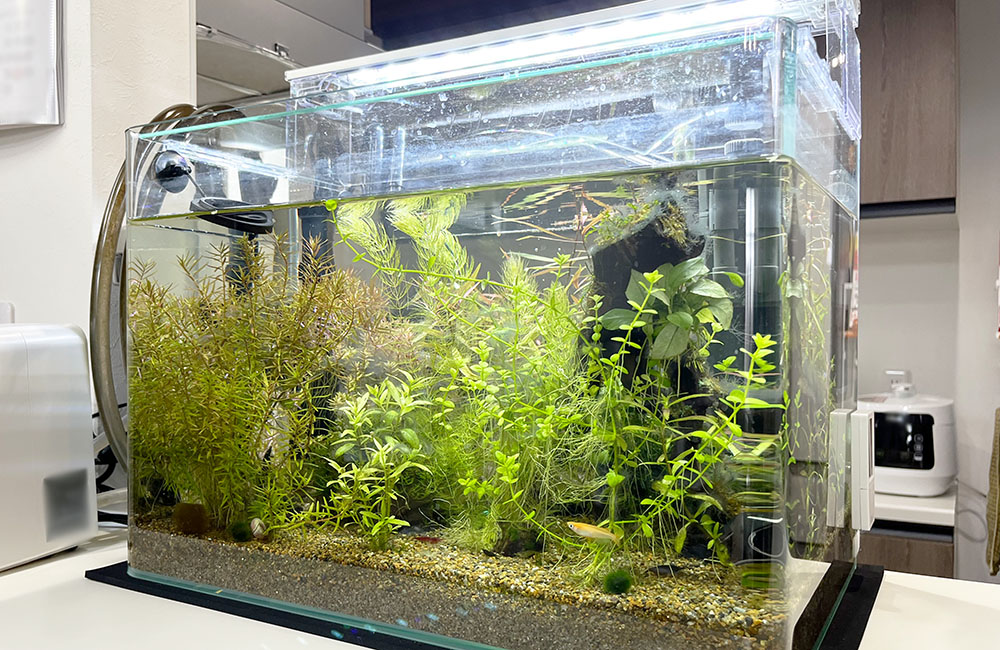 水草が茂る水槽内を泳ぐメダカと流木のレイアウト