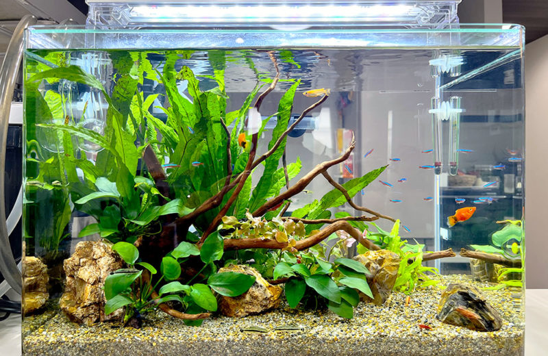 個人宅様の45cm水草水槽を熱帯魚水槽にリニューアル！ 水槽画像４