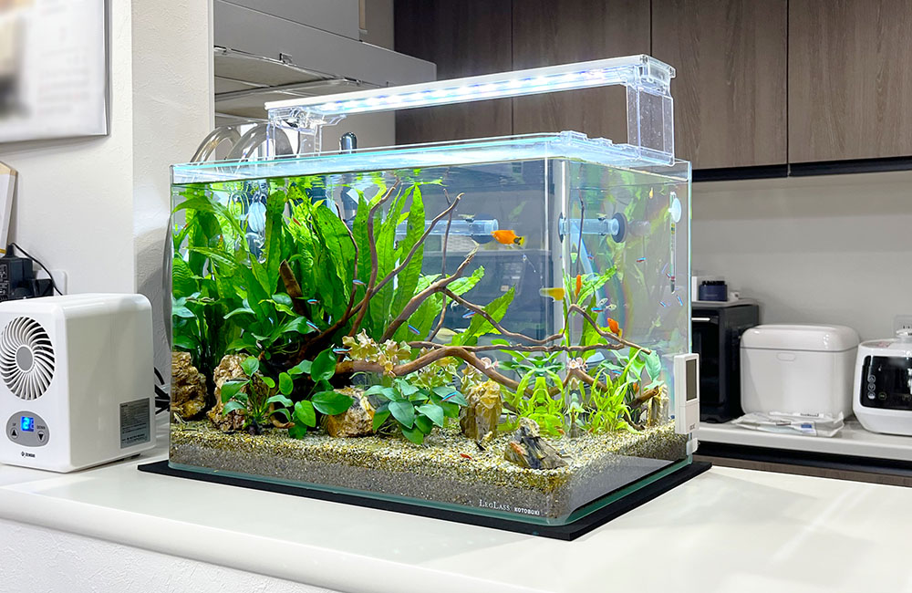 流木と水草を配置した熱帯魚水槽と水槽用クーラー