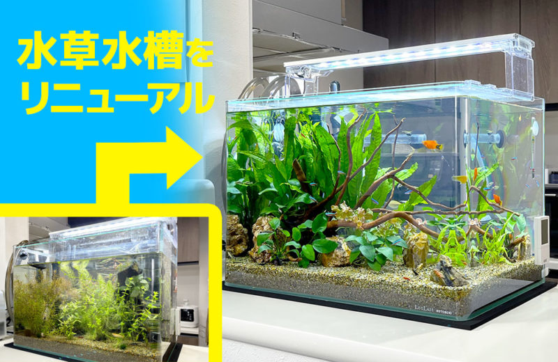個人宅様の45cm水草水槽を熱帯魚水槽にリニューアル！ 水槽画像１