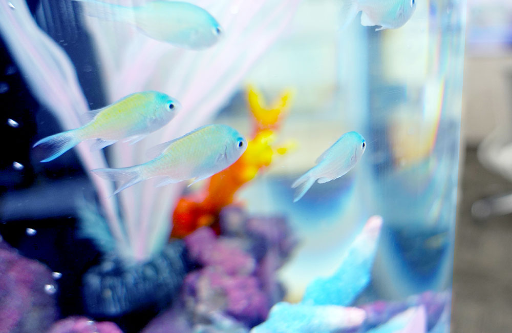 水槽内を泳ぐ青い海水魚と人工サンゴのレイアウト