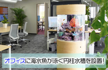 オフィスの中心部に設置！直径60cmの円柱水槽！海水魚が泳ぎます