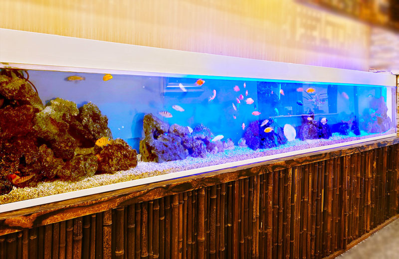 店舗の4.2ｍ水槽をメンテナンス管理！シクリッドの埋め込み水槽 水槽画像２
