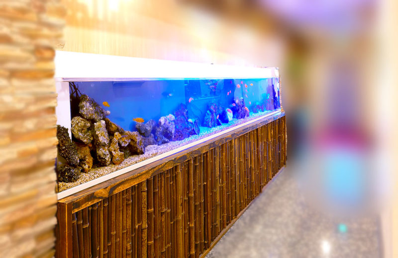 店舗の4.2ｍ水槽をメンテナンス管理！シクリッドの埋め込み水槽 水槽画像４