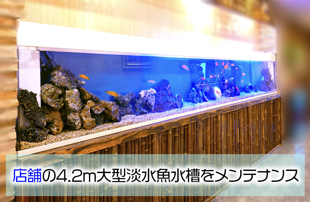 店舗の4.2ｍ水槽をメンテナンス管理！シクリッドの埋め込み水槽 メイン画像
