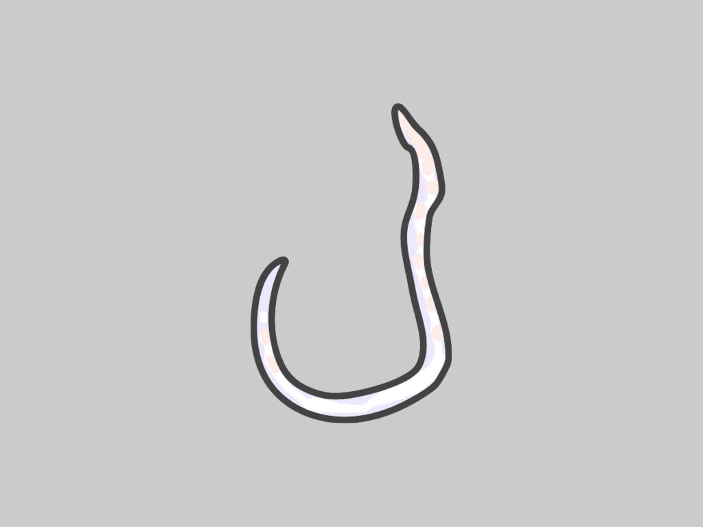 グレーの背景に描かれた白い線虫のイラスト