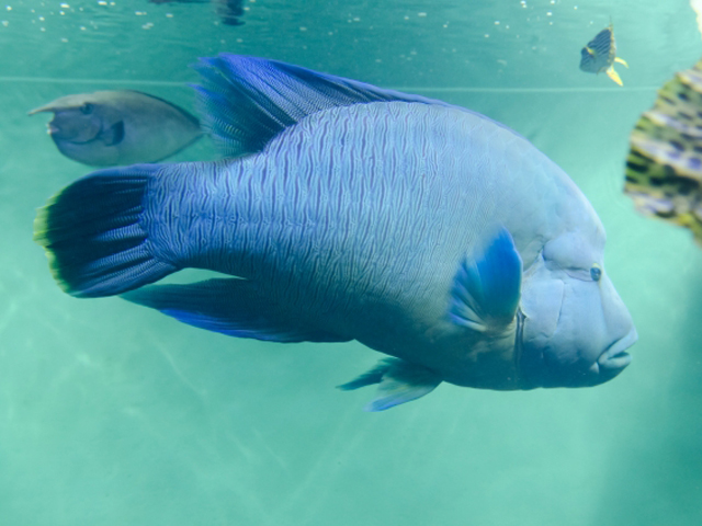水槽内を泳ぐ青い大型の海水魚と他数種の魚影