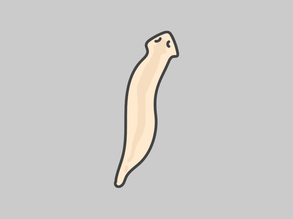 グレーの背景に描かれた薄いベージュ色のプラナリアのイラスト
