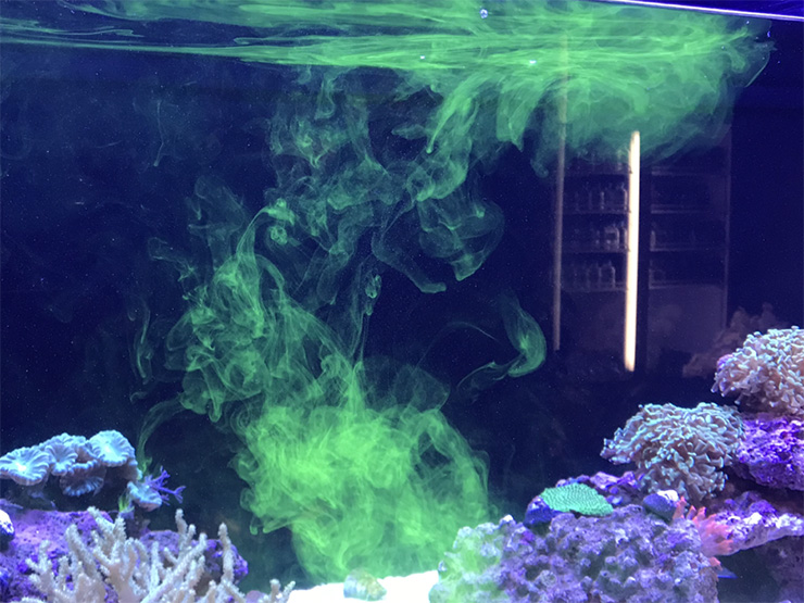 海水水槽に広がる緑色の液体とサンゴの仲間