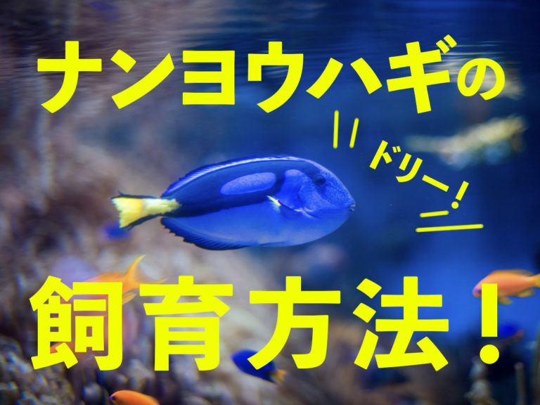 ナンヨウハギの飼育方法と書かれた文字入りの見出し画像