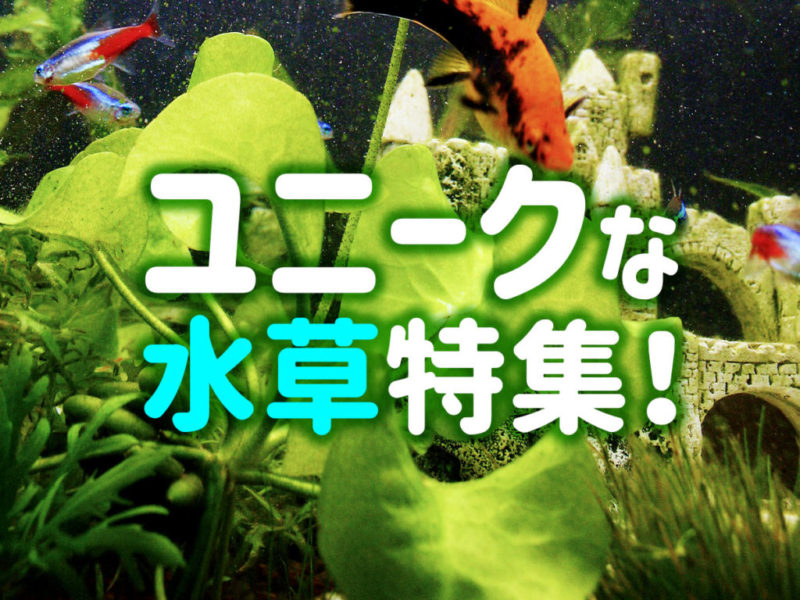 ユニークな水草特集の文字とネオンテトラの仲間の画像