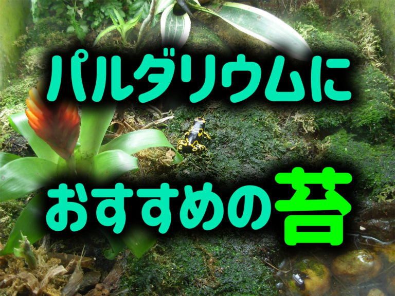 パルダリウムにおすすめの苔の見出し画像