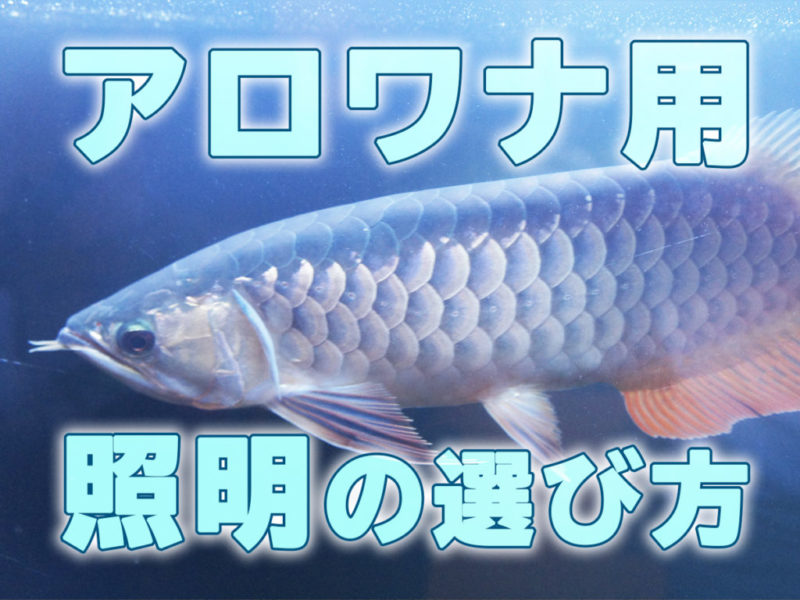 アロワナ用照明の選び方の文字と泳ぐアロワナの画像