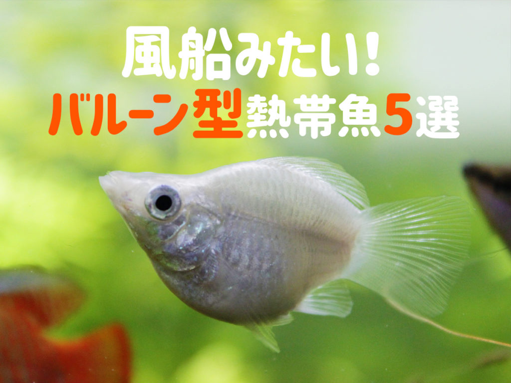 バルーン型の熱帯魚5選！風船のようにかわいい珍しい種類をご紹介！のサムネイル画像
