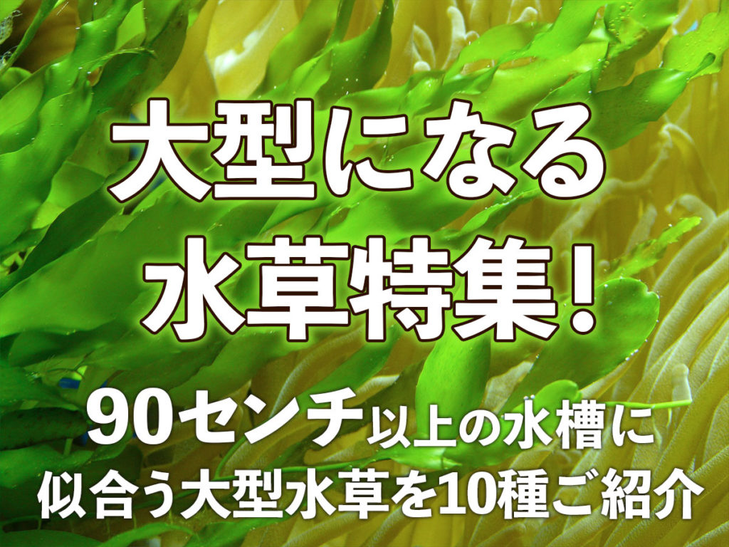 大型になる水草特集!90センチ以上の水槽に似合う大型水草を10種ご紹介のサムネイル画像