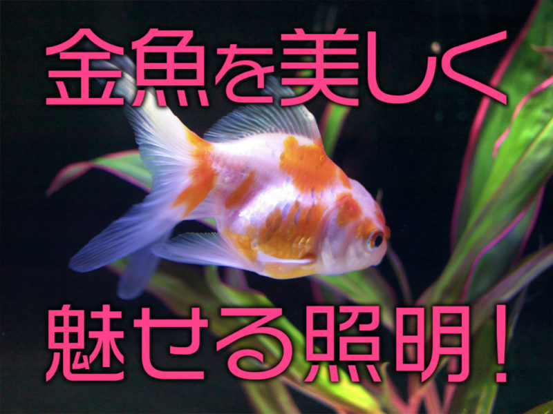金魚を美しく魅せる照明の見出し画像と水槽を泳ぐ金魚