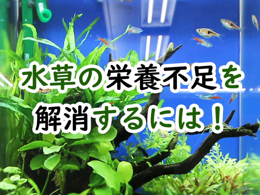水草の栄養不足を解消しよう!水草が弱っている症状と肥料の使い方のサムネイル画像