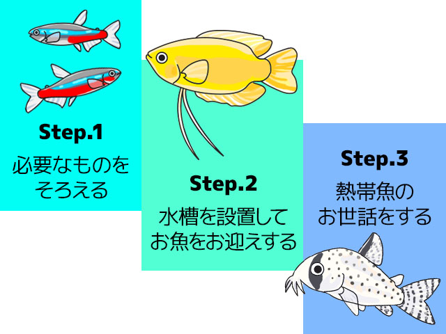 熱帯魚飼育の準備からお世話までの3ステップ解説画像