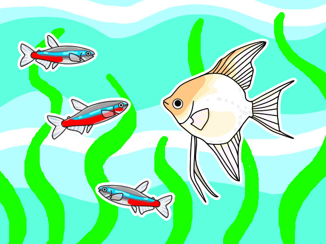エンゼルフィッシュとネオンテトラの仲間のイラスト
