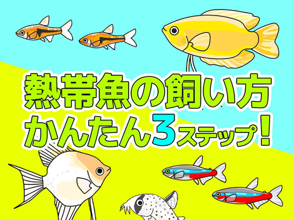 熱帯魚の飼い方・簡単3ステップ！飼育の基本から豆知識までを紹介のサムネイル画像