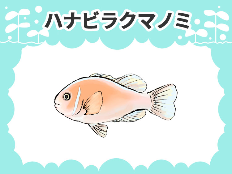 ハナビラクマノミのお魚図鑑