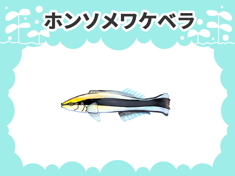 ホンソメワケベラのお魚図鑑