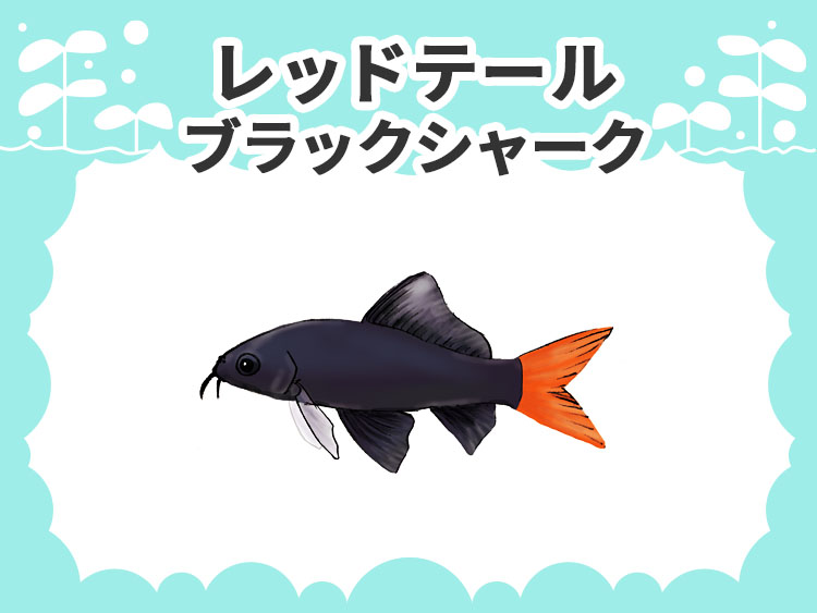 レッドテールブラックシャークの文字と魚のイラストの見出し画像