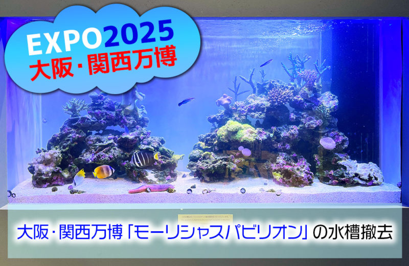 大阪・関西万博「モーリシャスパビリオン」様の大型サンゴ水槽・展示後の様子 水槽画像１