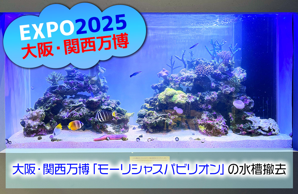 大阪・関西万博「モーリシャスパビリオン」様の大型サンゴ水槽・展示後の様子