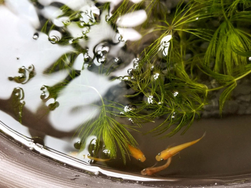 水草が浮かぶ睡蓮鉢を泳ぐ数匹のメダカの俯瞰画像