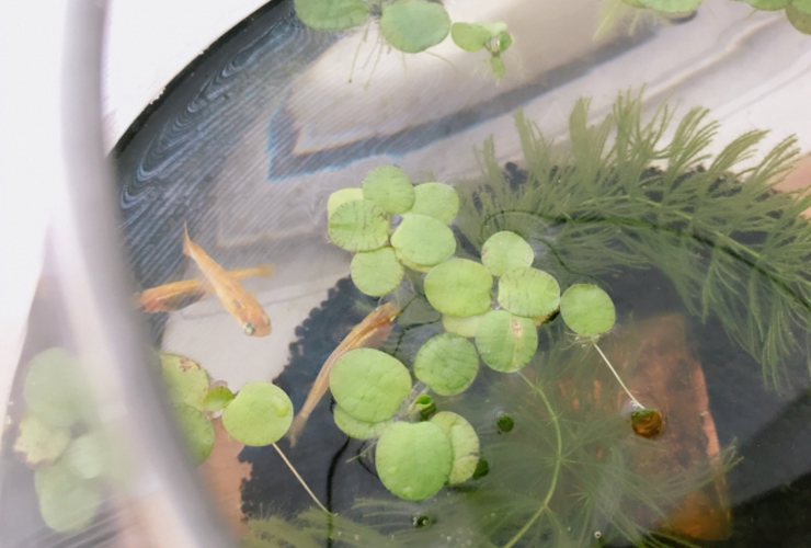 浮き草と水草が入った鉢で泳ぐメダカの俯瞰画像