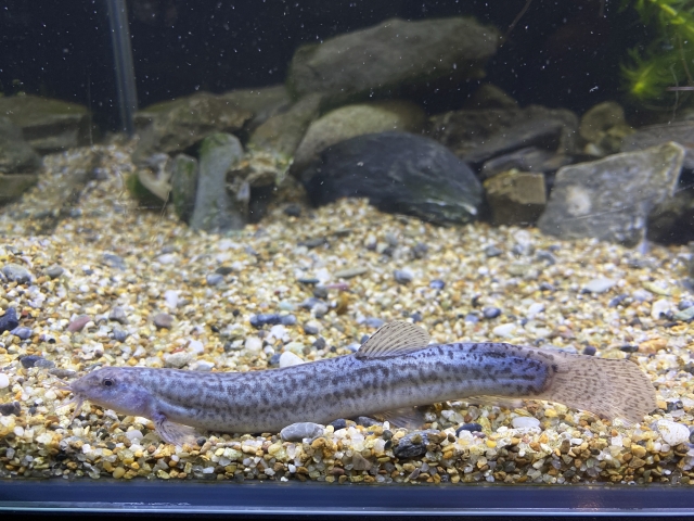 砂利の上で静止するドジョウの仲間と水槽内の石の背景