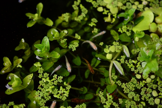 水草が茂る水面を泳ぐ数匹のメダカと浮き草の俯瞰画像