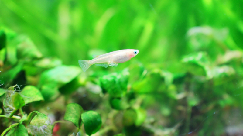 水草が茂る水槽内を泳ぐ白いメダカとアヌビアス類