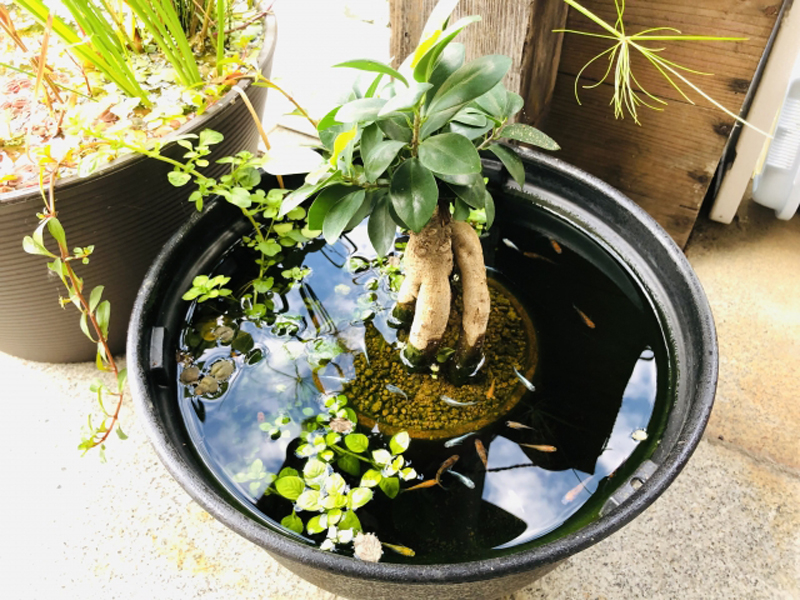 観葉植物と水草を配置した睡蓮鉢で泳ぐメダカの群れ