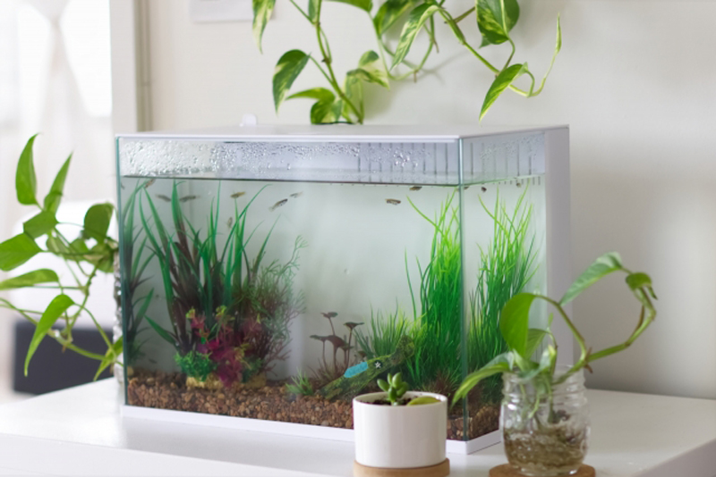 メダカが泳ぐ水草と砂利を敷いた白い小型水槽の全景
