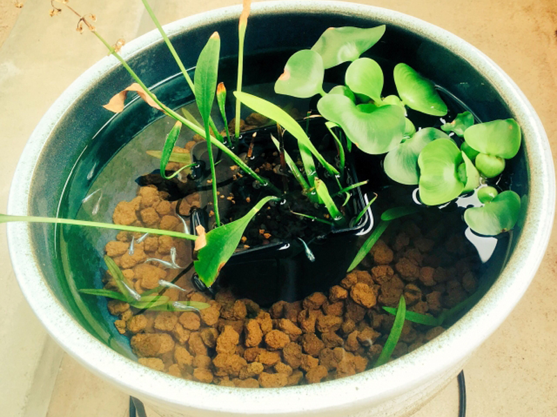 睡蓮鉢で泳ぐメダカと浮き草や水草のビオトープ