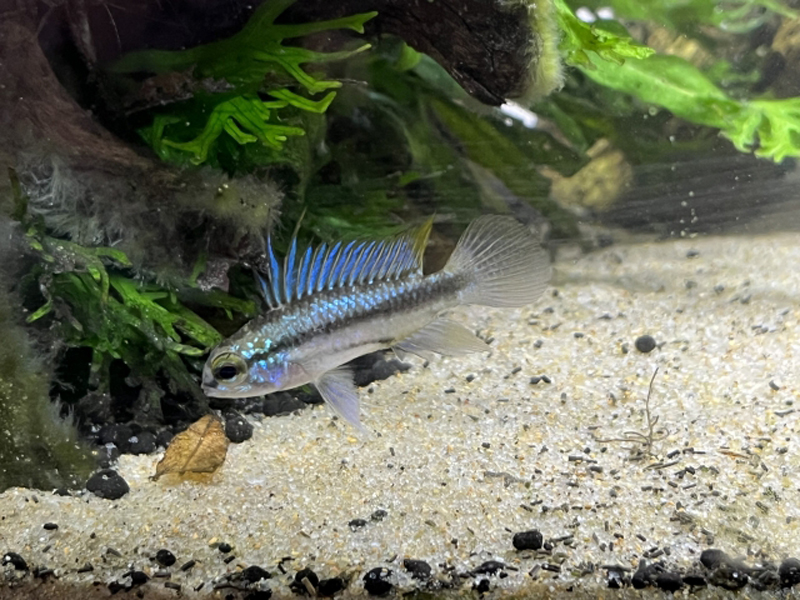 砂底の水槽を泳ぐ青い背びれの熱帯魚と水草の背景