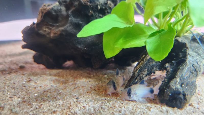 流木と水草の陰に集まるコリドラスの仲間