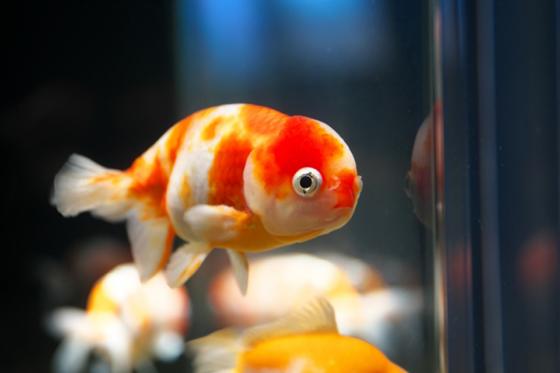 水槽内を泳ぐ赤と白の斑模様がある丸い体型の金魚