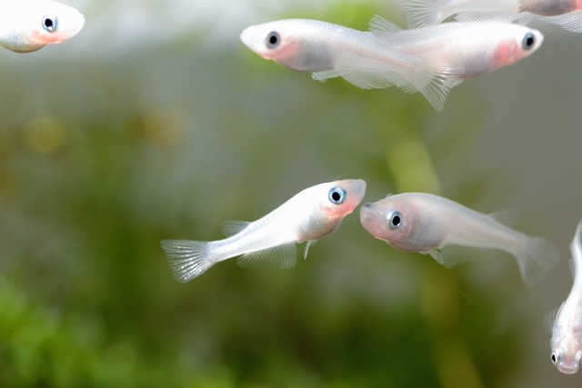 水草を背景に泳ぐ白いメダカの群れ