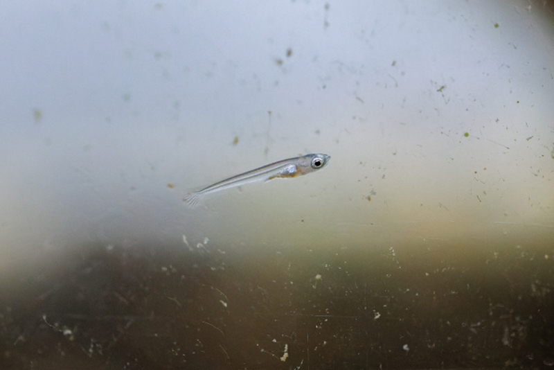 水槽内を泳ぐ透明で小さなメダカの稚魚