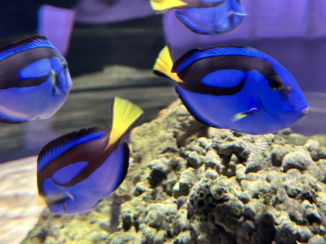 岩の周りを泳ぐ青い体色と黄色い尾の海水魚たち