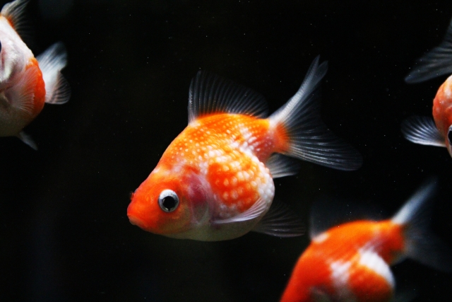 黒い背景を泳ぐ赤と白の丸い体型の金魚