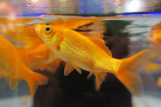 水槽の水面付近を泳ぐオレンジ色の金魚の群れ