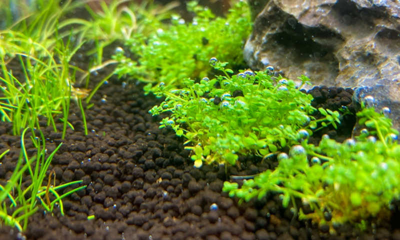 気泡をつけた水草とソイルと石のレイアウト