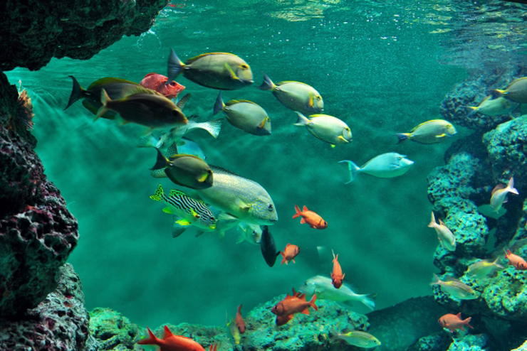 岩礁を泳ぐ色とりどりの海水魚の群れとサンゴ礁の風景