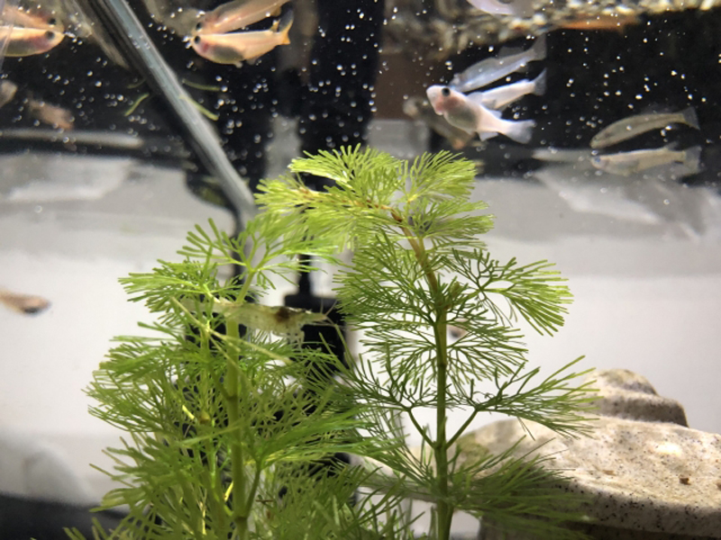水槽内の水草と泳ぐメダカやエビの仲間